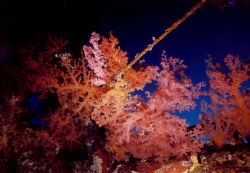 Beautiful soft coral hanging off wreck in Gulf of Acaba. ... by Marylin Batt 